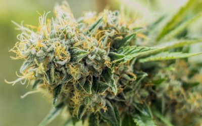 cannabis-hemp-flower-scaled-1-400x250 cannabis